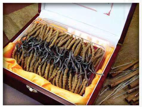 广元冬虫夏草回收